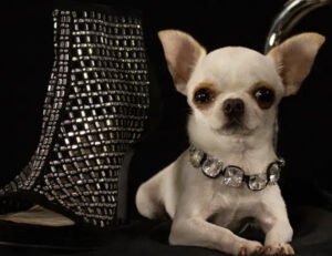 ’Pearl’ World's Shortest Dog